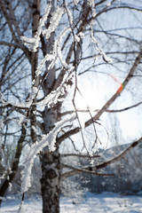 Winter tree branches vertical
