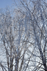 Fototapeta na wymiar Winter tree branches vertical