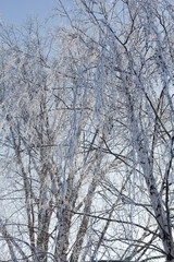 Winter tree branches vertical