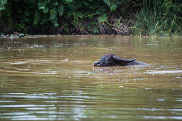 Fototapeta premium Buffalo take a bath in the canal