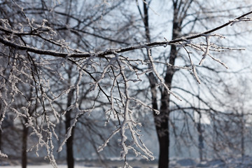 Fototapeta na wymiar alley winter tree branches horizontal