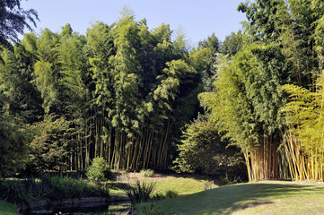 Park Anduze bamboo