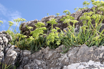 Plants in the cracks of the rock