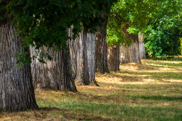 old trees in city park