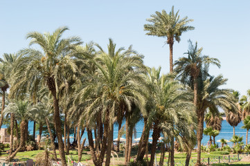 Fototapeta na wymiar palm tree in aqaba coast