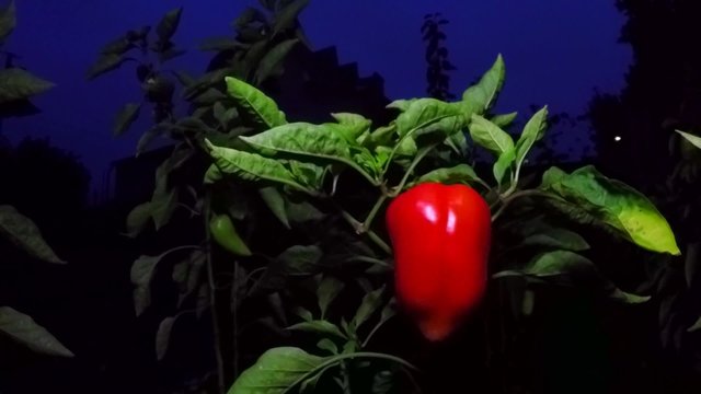 Night. red hot pepper