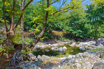 Rocks with moss and autumn in an old beech forest samothraki,greece