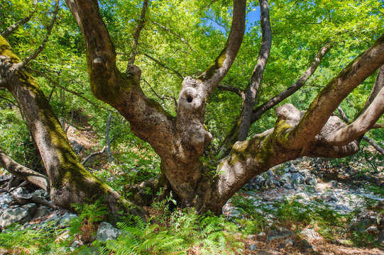 Rocks with moss and autumn in an old beech forest samothraki,greece