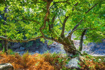 Rocks with moss and autumn in an old beech forest samothraki,greece