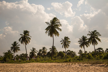 Fototapeta na wymiar Palmen am weißen Sandstrand, Sri Lanka