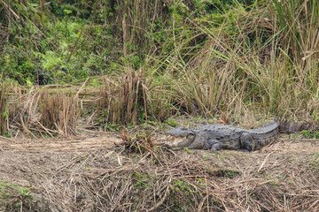 crocodile are semiaquatic and tend to congregate in freshwater h