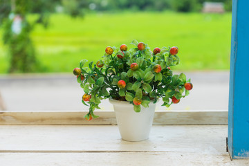 cute flower in a pot with nature background