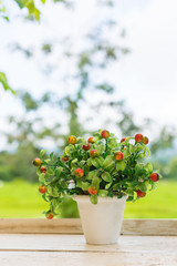 cute flower in a pot with nature background