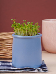 Cress in a small pot