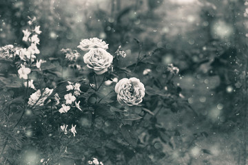 rosebush, black and white image - 91328177