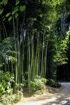 Park Anduze bamboo