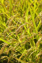 黄金色の稲穂　Golden rice　