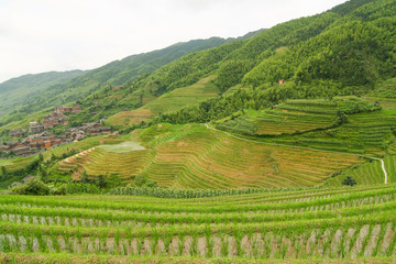 Fototapeta na wymiar Longsheng rice terraces guilin china landscape