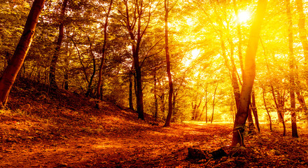 herbst landschaft