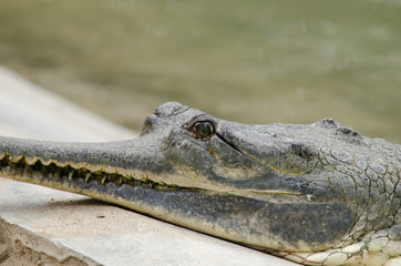 crocodile are semiaquatic and tend to congregate in freshwater h