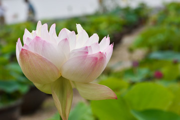 Fototapeta premium Lotus double flower 