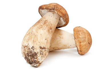 two porcini mushrooms isolated on white background - obrazy, fototapety, plakaty