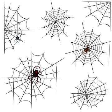 Spinnen und Netze
