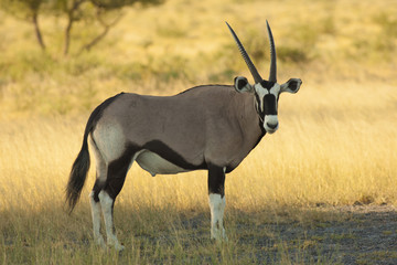 oryx
