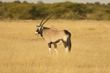 oryx