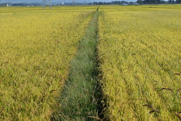 ケイヌビエ（毛犬稗）／山形県の庄内地方で、稲刈り前の稲穂の中にケイヌビエが生えてしまった田園風景を撮影した写真です。あるべき姿としては、稲刈り前の除草作業できちんとヒエを刈らなければならないもので、あまり好ましくない稲作風景の事例になります。