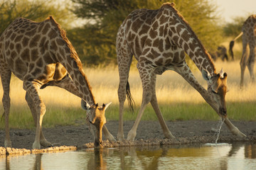giraffe