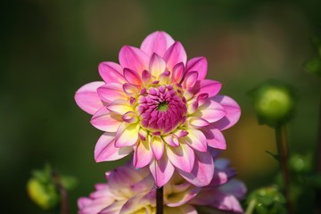 Obraz premium Dahlie in rot,Porträt