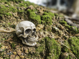 skull or skeleton of human photography
