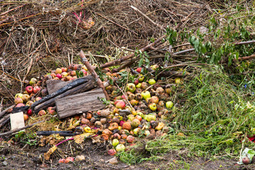 Compost heap with grass and apples