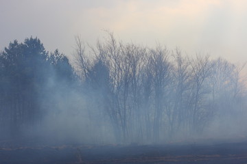 Burnt forest in the dense smoke