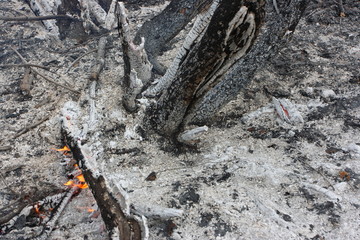 Burning branch in the burnt forest