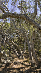 Obraz premium Twisted Oaks