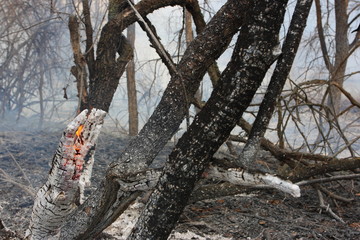 Burning branch in the burnt forest