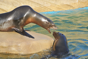 Obraz premium 威嚇するアシカ