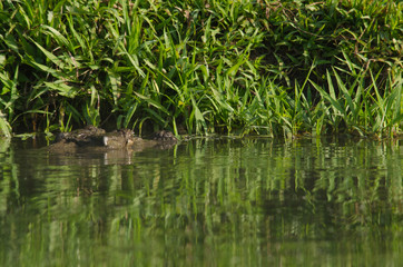 crocodile are semiaquatic and tend to congregate in freshwater h