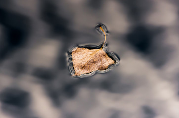 Poplar leaf on dark water in the river