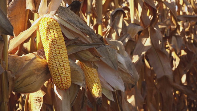 Maize cob ear on stalk