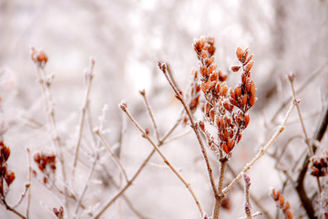Winter nature
