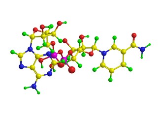 Molecular structure of nicotinamide adenine dinucleotide (NAD/NADH)