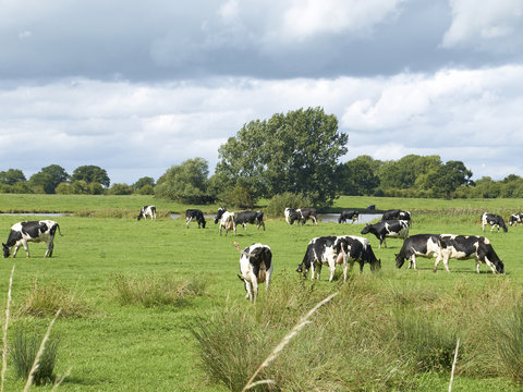 Holstein or Frisian cows