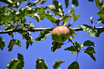 Herbstfrüchte - Apfelernte