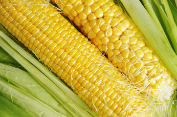 corn