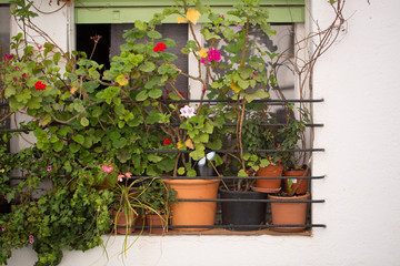 Fototapeta na wymiar Flowers in pots on the window