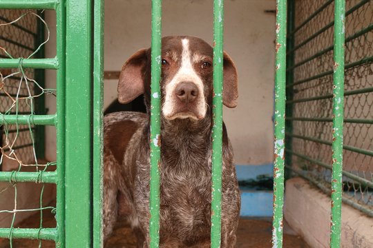 Hund im Tierheim