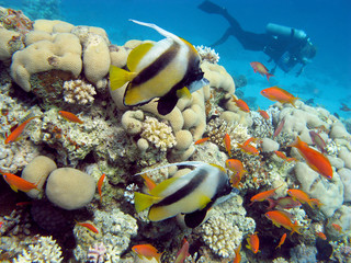 Naklejka na ściany i meble coral reef with butterflyfishes in tropical sea , underwater